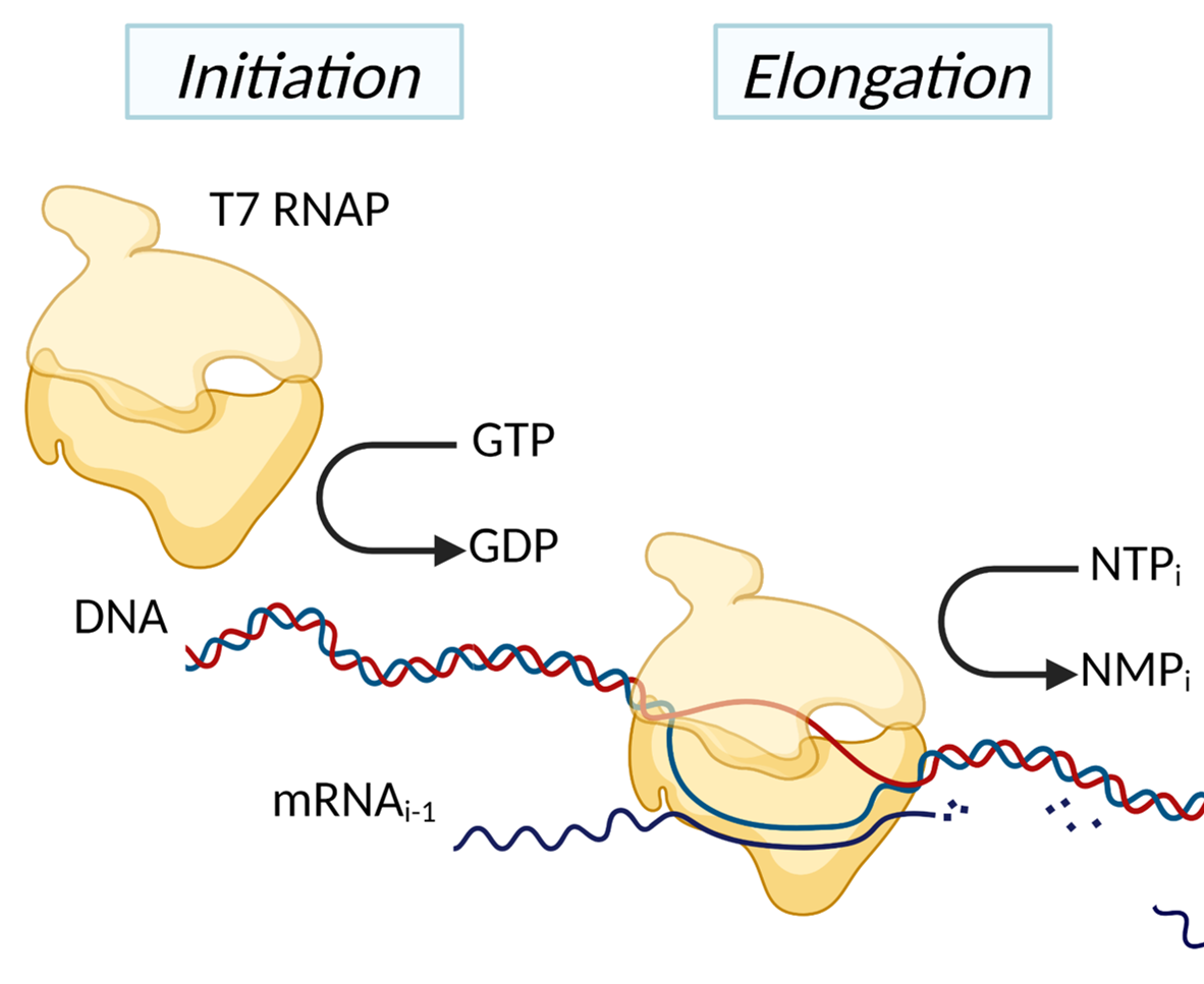 Biological modeling